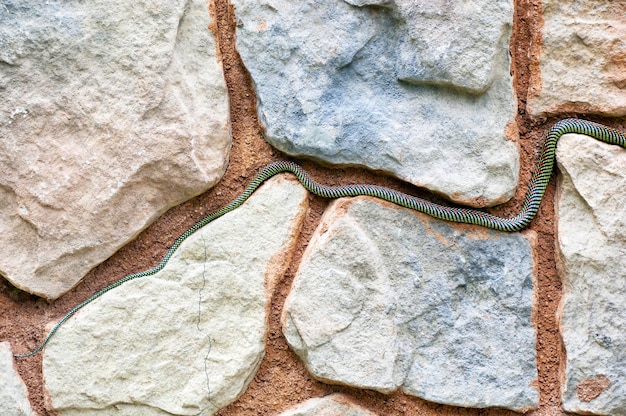 Close-up van een hagedis op een rots