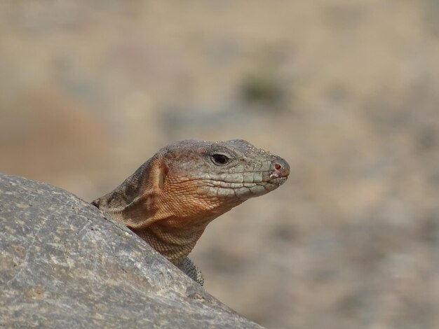 Close-up van een hagedis op een rots