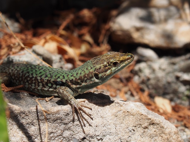 Close-up van een hagedis op een rots