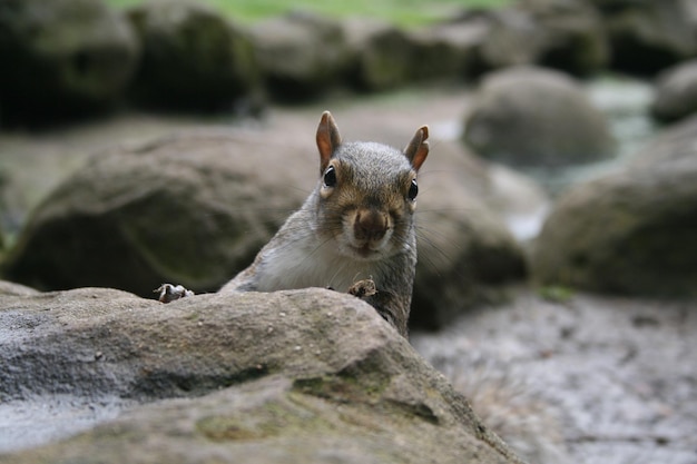 Foto close-up van een hagedis op een rots