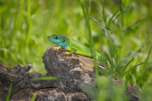 Close-up van een hagedis op een rots