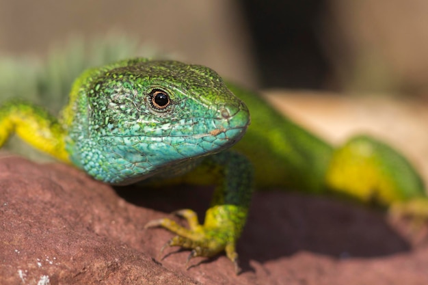 Close-up van een hagedis op een rots