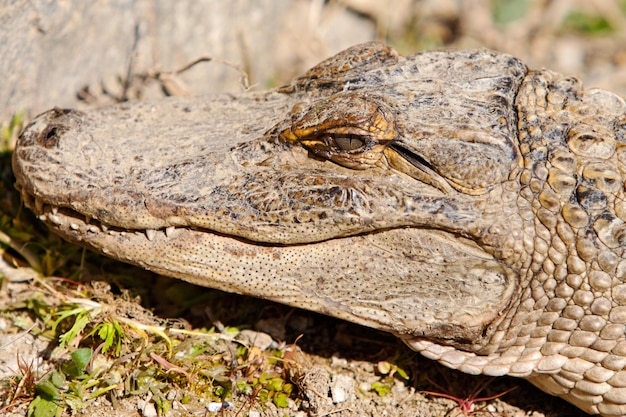 Foto close-up van een hagedis op een veld