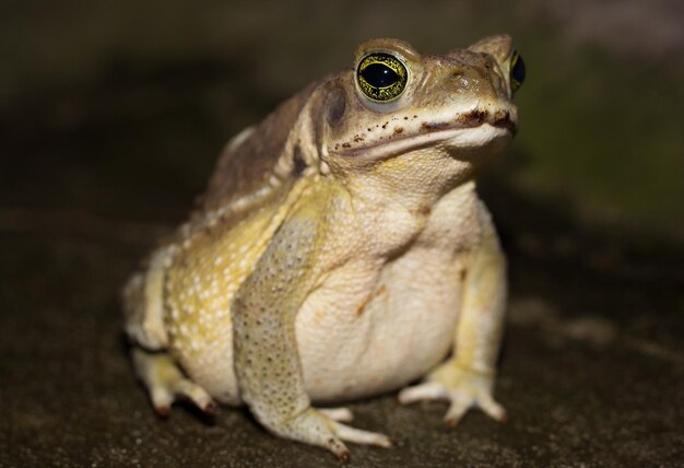 Close-up van een hagedis op een veld