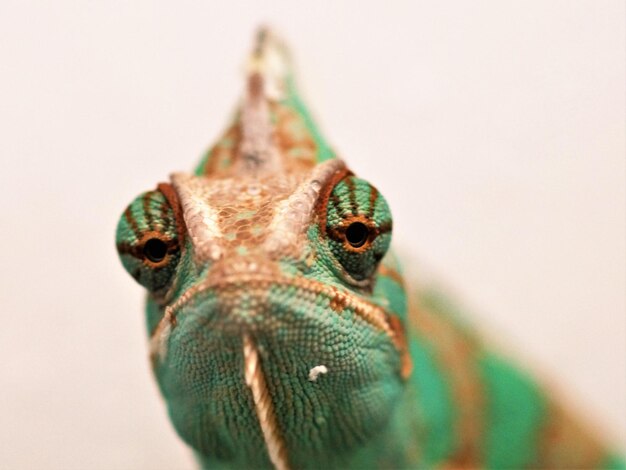 Foto close-up van een hagedis op een witte achtergrond