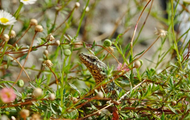 Foto close-up van een hagedis op het land