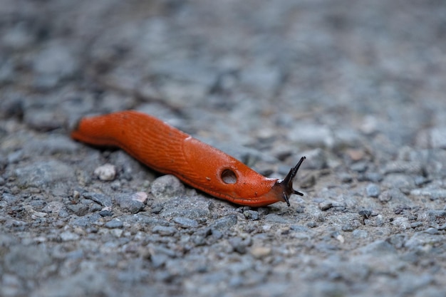 Foto close-up van een hagedis op het land