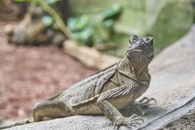 Close-up van een hagedis op het land