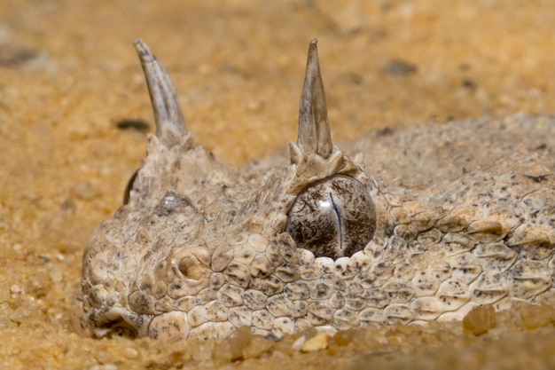 Foto close-up van een hagedis op het land