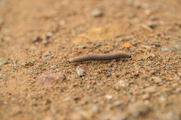 Close-up van een hagedis op het land