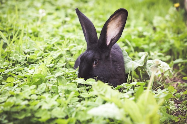 Foto close-up van een hagedis op het veld