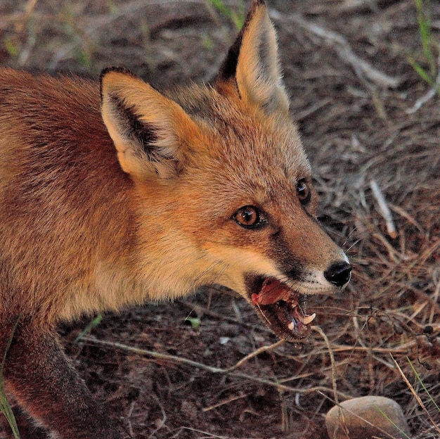 Foto close-up van een hagedis op het veld