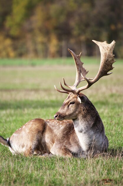 Close-up van een hagedis op het veld