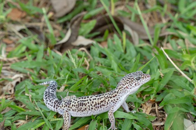 Foto close-up van een hagedis op het veld