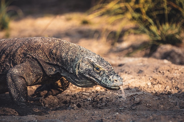 Close-up van een hagedis op het veld