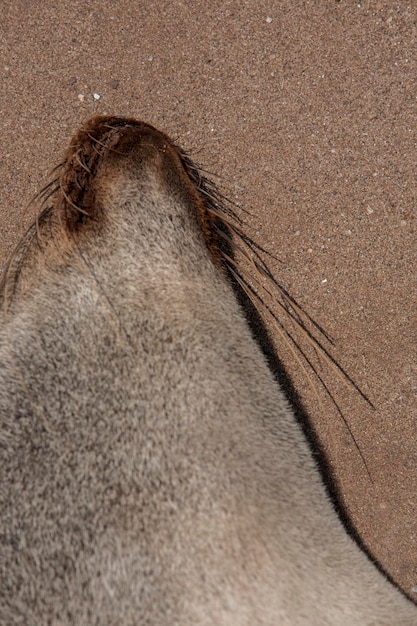 Foto close-up van een hagedis op het zand