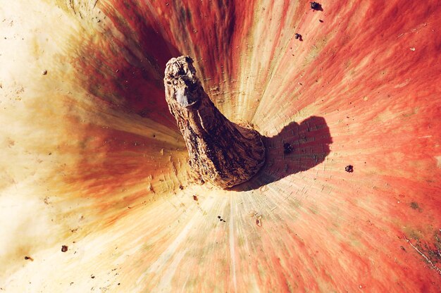 Foto close-up van een hagedis op hout