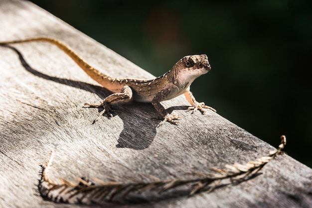 Foto close-up van een hagedis op hout