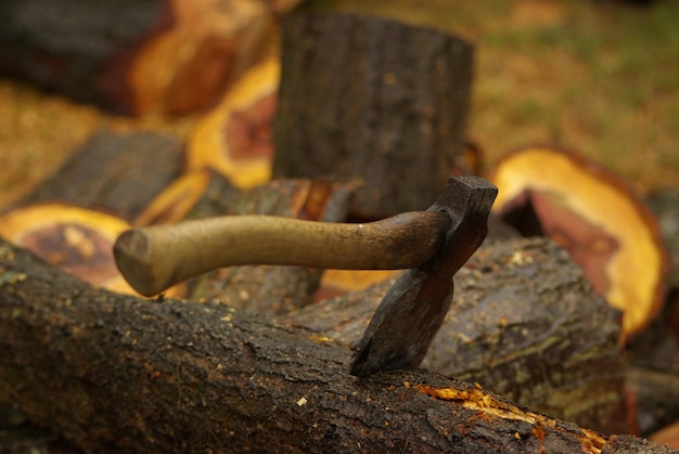 Foto close-up van een hagedis op hout