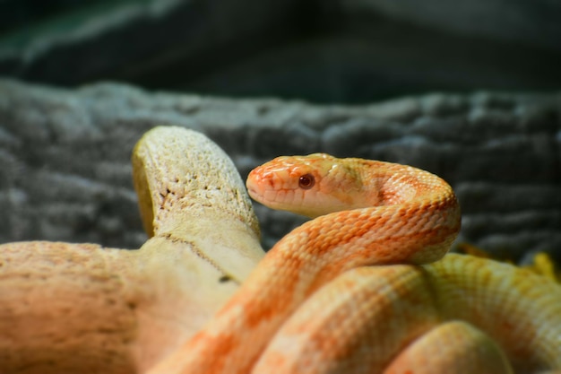 Foto close-up van een hagedis op zee