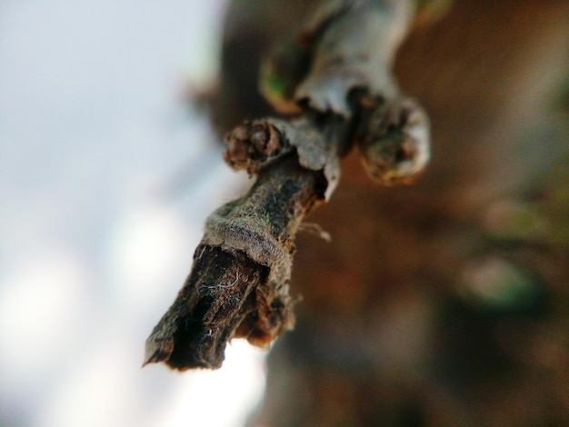 Close-up van een hagedis tegen de lucht
