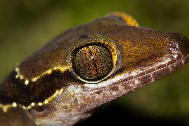 Foto close-up van een hagedis