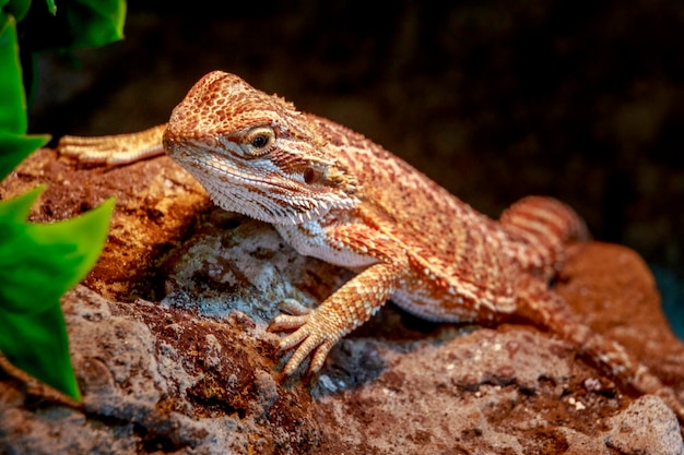 Close-up van een hagedis