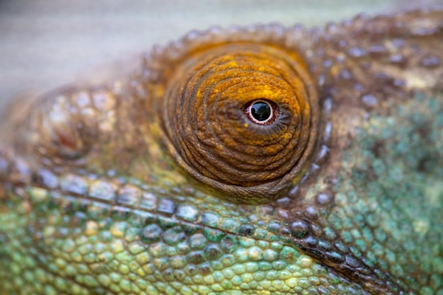 Close-up van een hagedis