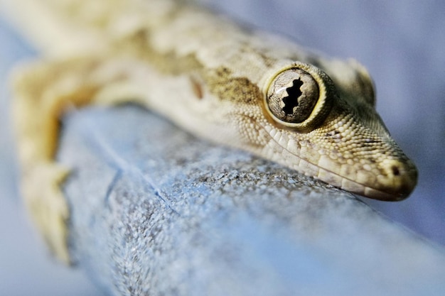 Foto close-up van een hagedis