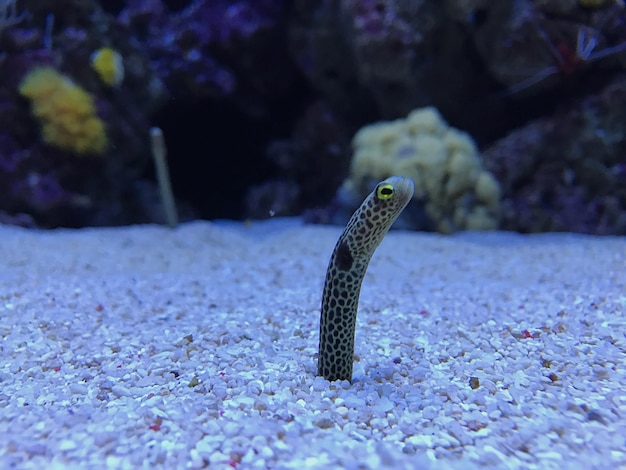 Close-up van een hagedis