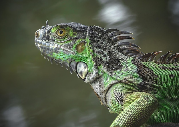 Foto close-up van een hagedis