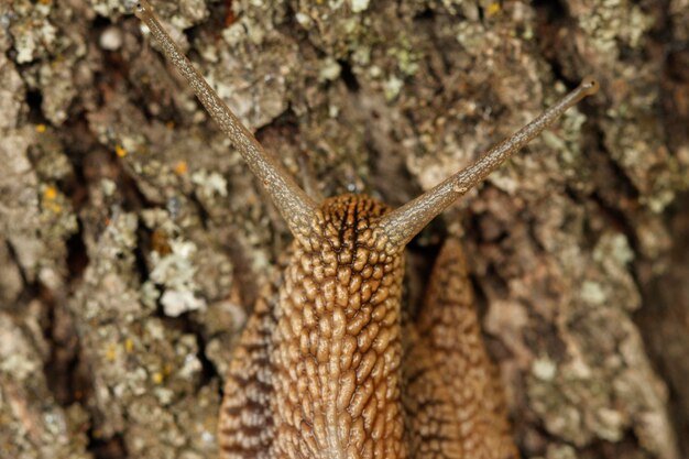 Close-up van een hagedis