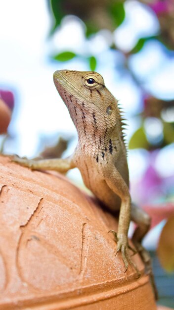 Foto close-up van een hagedis