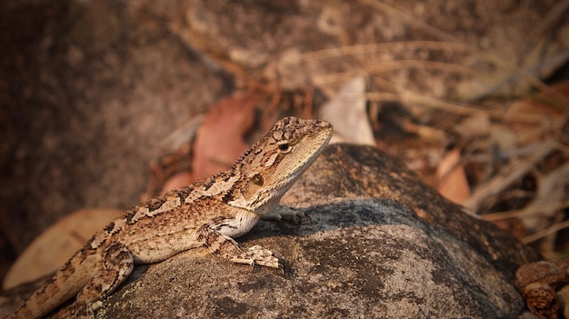 Close-up van een hagedis