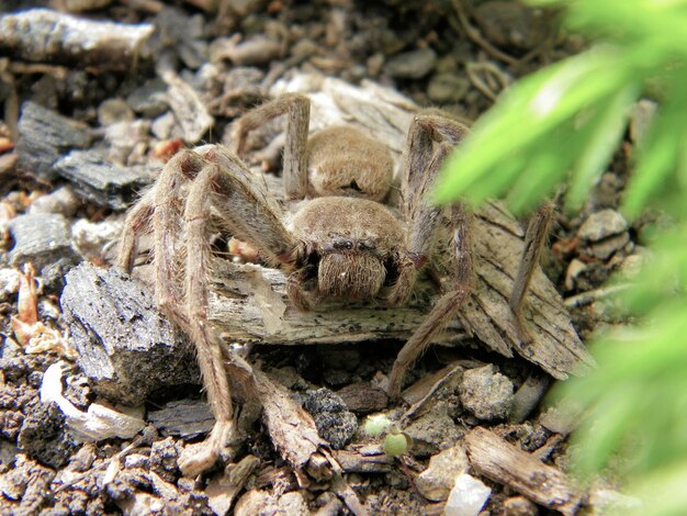 Foto close-up van een hagedis