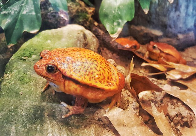 Foto close-up van een hagedis