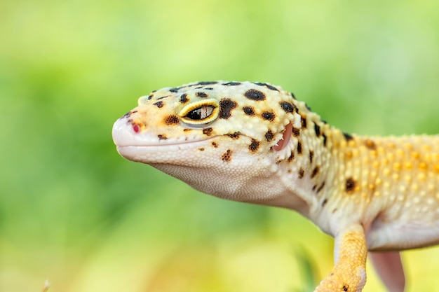 Close-up van een hagedis