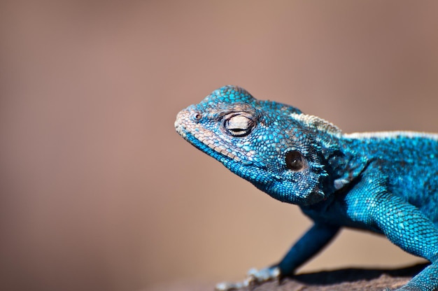 Foto close-up van een hagedis