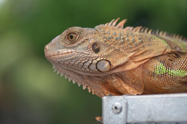 Foto close-up van een hagedis