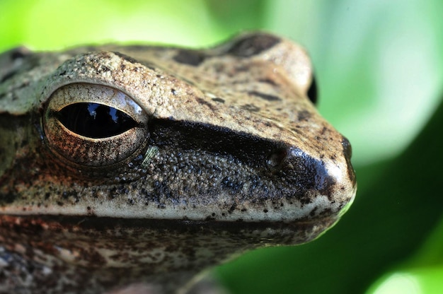 Close-up van een hagedis