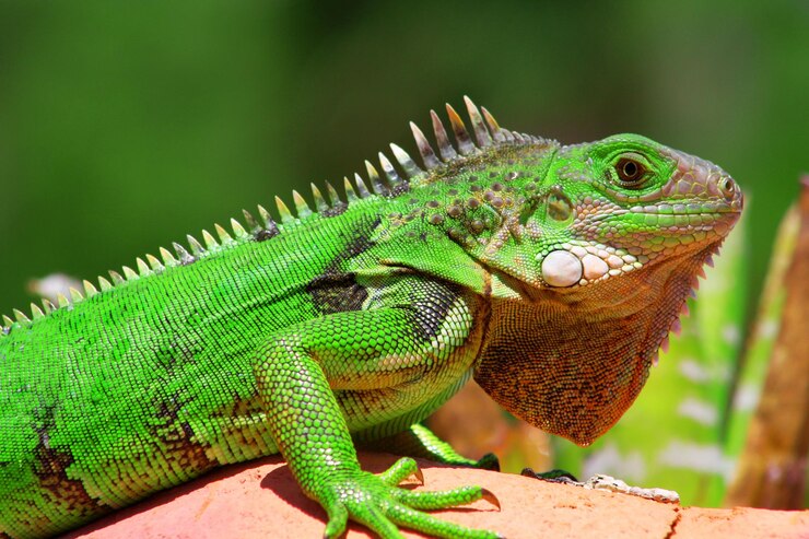 Foto close-up van een hagedis