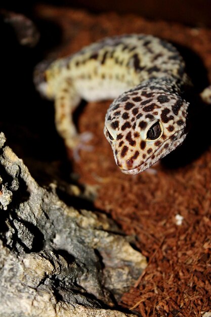 Foto close-up van een hagedis