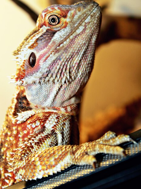 Foto close-up van een hagedis