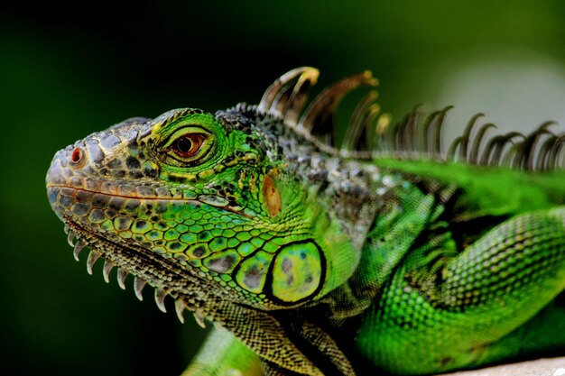 Foto close-up van een hagedis