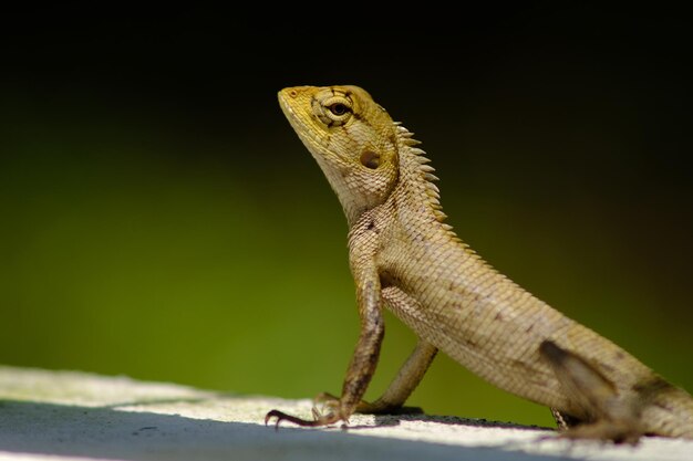 Close-up van een hagedis