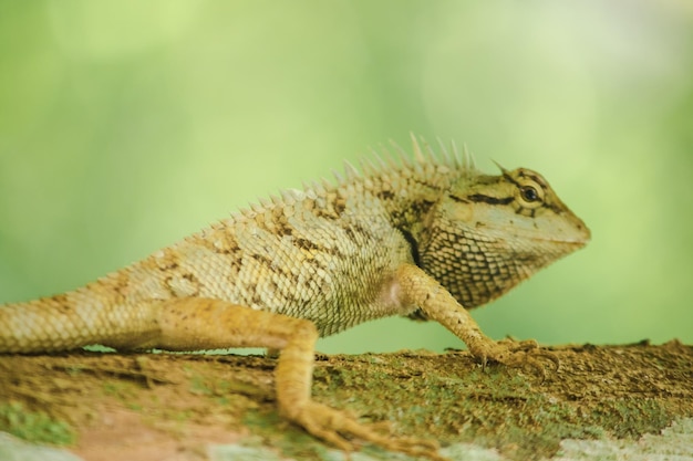 Foto close-up van een hagedis