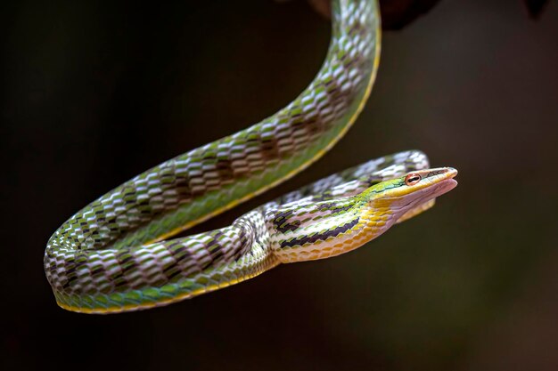 Foto close-up van een hagedis