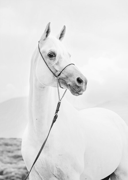 Foto close-up van een hagedis