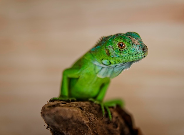 Close-up van een hagedis
