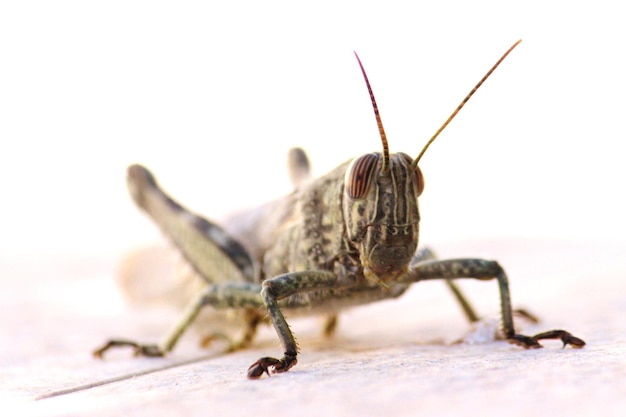 Close-up van een hagedis